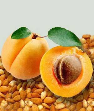 Полезные свойства и противопоказания абрикосовых косточек