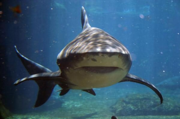 акулий жир отзывы 
