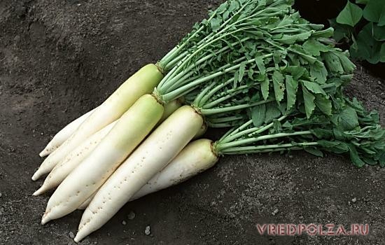 Дайкон – полезный овощ из Японии, по форме напоминающий белую морковь