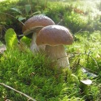 белые грибы польза и вред