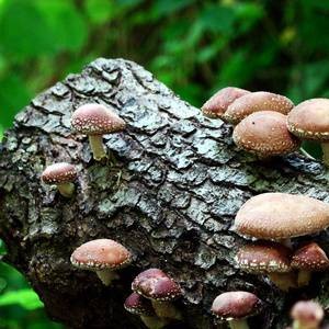 Польза и возможный вред грибов шиитаке