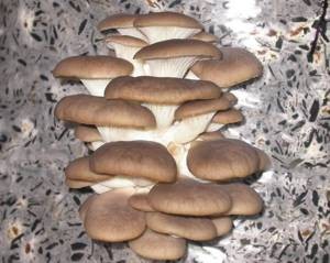Польза и вред грибов вешенок