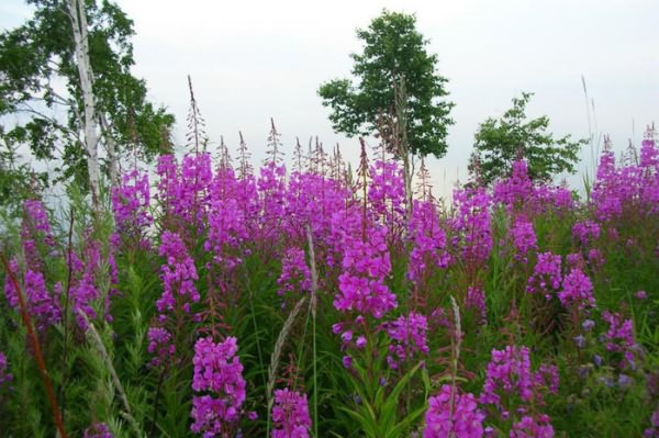willow-herb_06 (700x465, 136Kb)