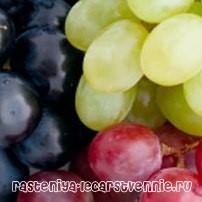 Чем полезен зеленый, красный и черный виноград?