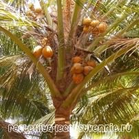 Чем полезен кокос, полезные свойства, польза и вред, применение