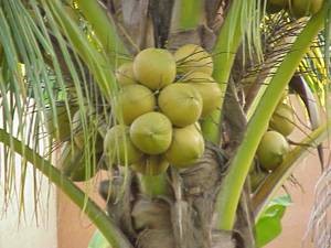 Полезные свойства и химический состав кокоса