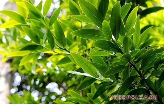 Лавровый лист – теплолюбивое вечнозеленое растение, родиной которого является Азия и страны Средиземноморья