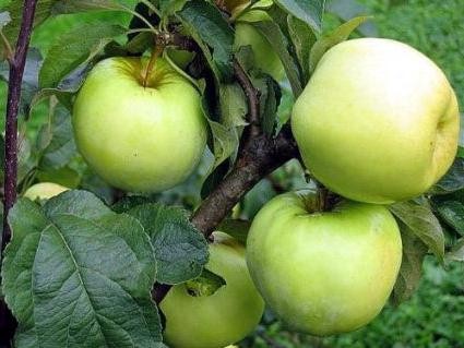 антоновка яблоки польза