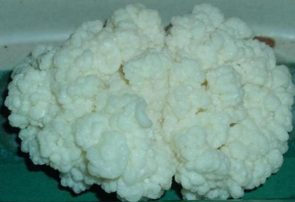 тибетский молочный гриб