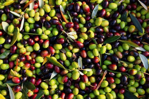 маслины польза и вред для похудения