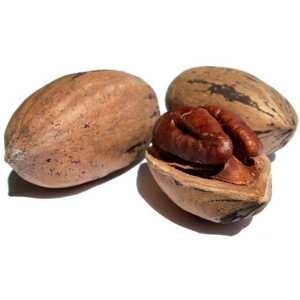 Полезные и лечебные свойства и противопоказания ореха пекан