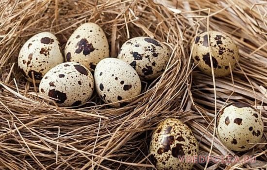 Перепелиные яйца богаты редкими аминокислотами, витаминами и полезными минеральными веществами