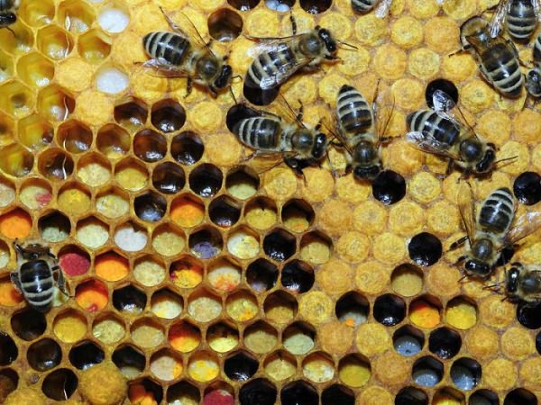 Перга пчелиная отзывы