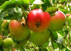 яблоко полезные свойства