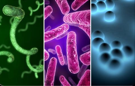 роль бактерий в промышленности