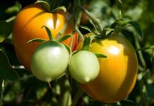 Польза и возможный вред желтых и зеленых помидоров