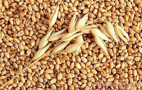 Пророщенные семена пшеницы содержат 198 калорий в 100 граммах, поэтому их можно легко вводить в рацион людям, которые ведут борьбу с лишним весом