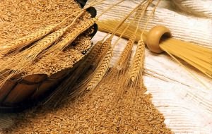 пшеница польза и вред