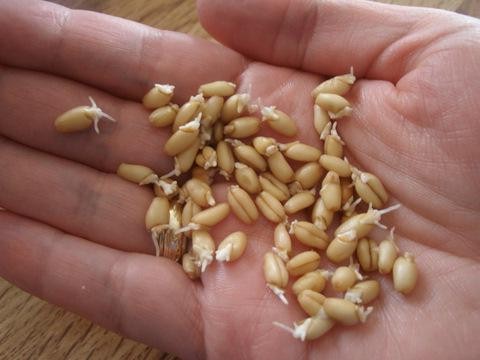 пророщенные зерна пшеницы польза