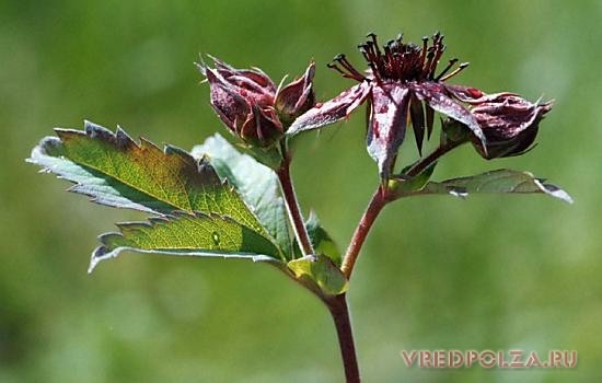 Сабельник – красивое травянистое растение, произрастающее в болотистой местности. Его используют в традиционной и народной медицине для изготовления настоек, отваров, мазей, компрессов