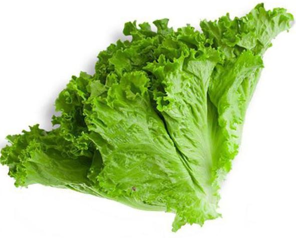 польза и вред от употребления листового салата 