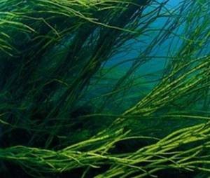 Вред и возможные противопоказания водоросли
