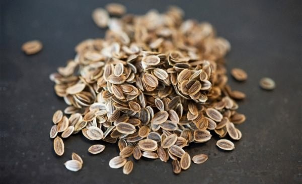 Семена укропа: полезные свойства и противопоказания