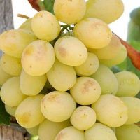 польза винограда для здоровья