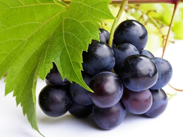 Чёрный виноград 2