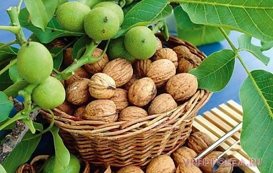В составе грецкого ореха преобладают жирные кислоты, витамины, фитонциды, аминокислоты
