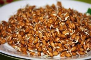 Как правильно употреблять пророщенную пшеницу