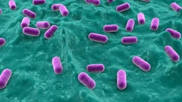 вредные бактерии для человека