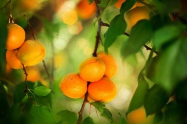 польза и вред абрикосовых косточек