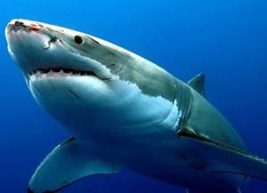 Отзывы потребителей об эффективности кремов и масок с акульим жиром для суставов