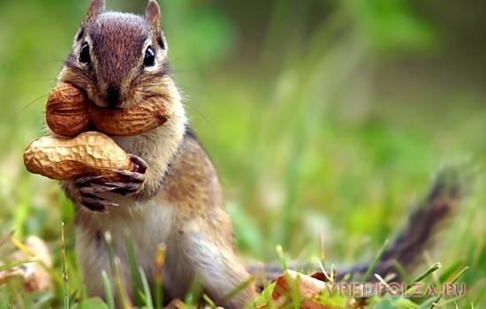 Употребление арахиса улучшает настроение – он повышает в организме серотонин
