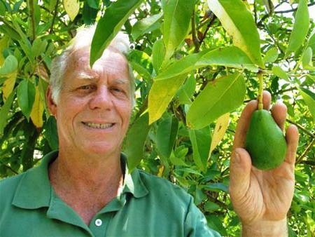  авокадо полезные свойства для мужчин 