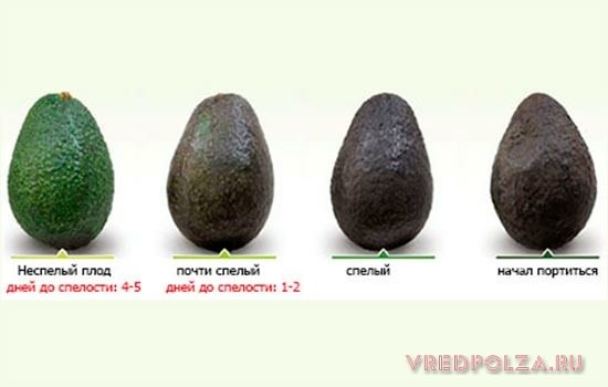 Как определить спелость авокадо