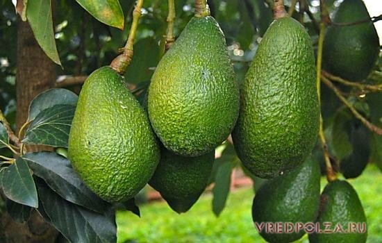Авокадо – самый питательный плод из фруктов. В 100 граммах содержится 200-240ккал