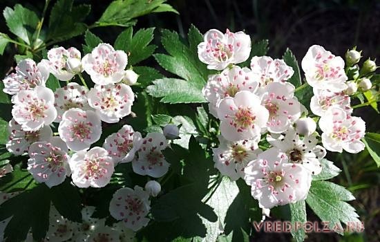 Сухие цветы боярышника используют для заваривания ароматных чаев и приготовления отваров