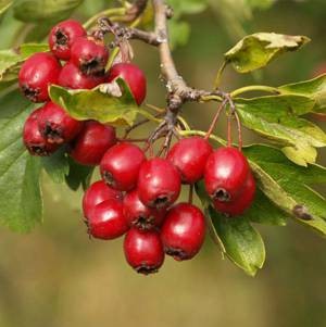 Полезные, лечебные свойства и противопоказания ягод боярышника