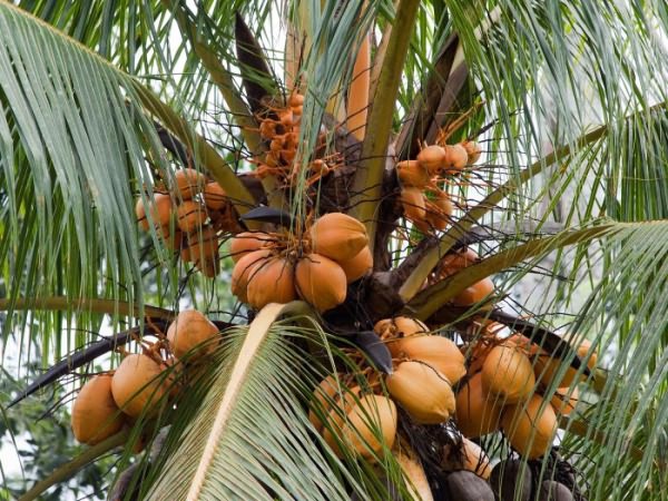 сок кокоса полезные свойства