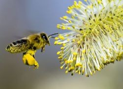 цветочная пыльца полезные свойства