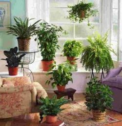 Полезные комнатные растения 