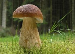 грибы полезные свойства и противопоказания
