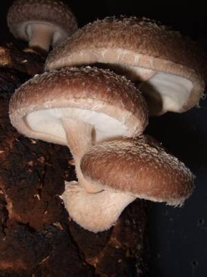 Полезные, лечебные свойства и противопоказания грибов шиитаке