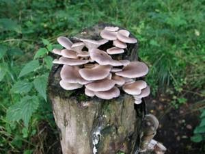 Вред и возможные противопоказания грибов