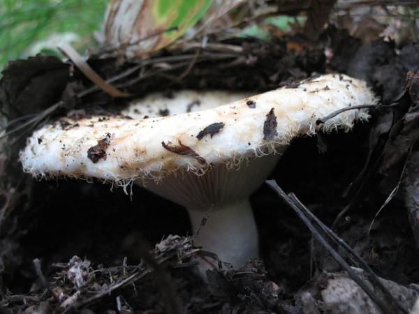 грибы грузди 1