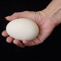 гусиные яйца польза и вред