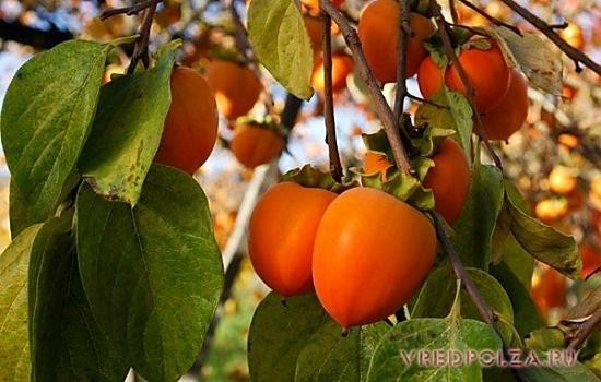 Хурма – солнечная оранжевая ягода. Ее мякоть до того нежная, что плоды в спелом виде практически нетранспортабельны