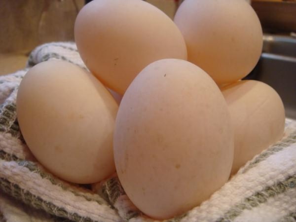 утиные яйца польза и вред